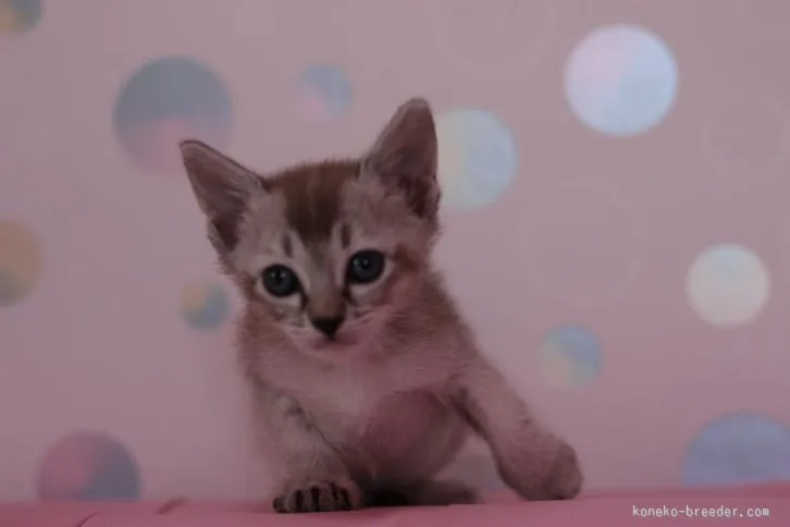 ID:1601-00125の子猫