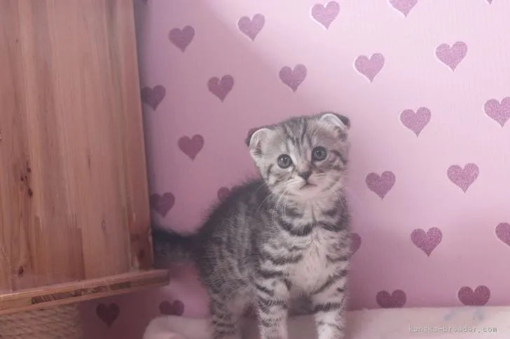 ID:1705-00783の子猫
