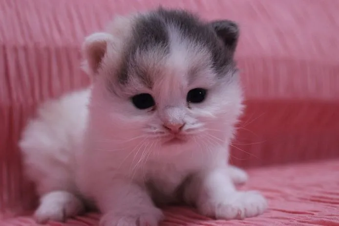ID:1502-00032の子猫