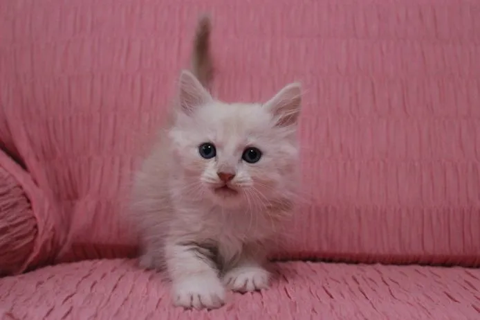 ID：1412-00178の子猫