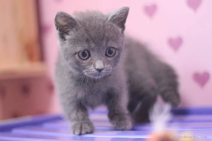 ID：1611-00521の子猫
