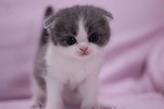 ID：1510-00394の子猫