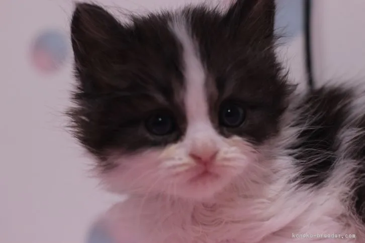 ID:1605-00551の子猫