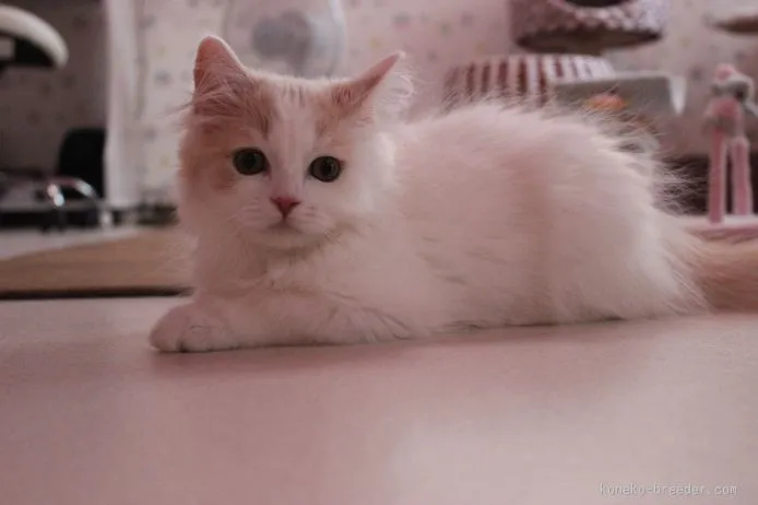 ID:1505-00610の子猫