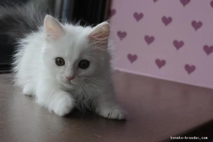 ID:1607-00832の子猫