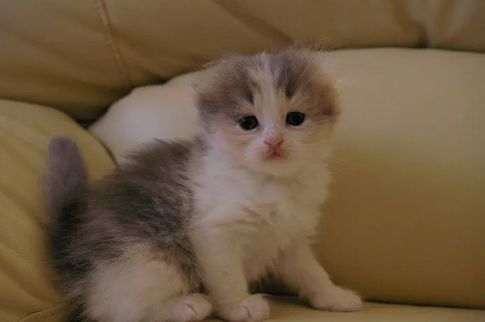 ID:1410-00206の子猫