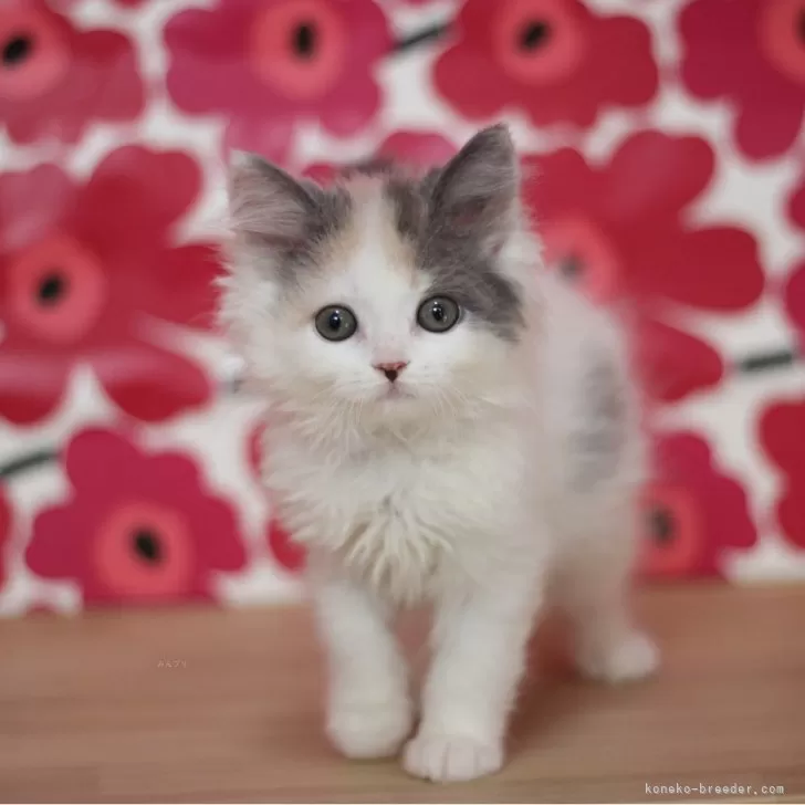 ID:2411-01497の子猫