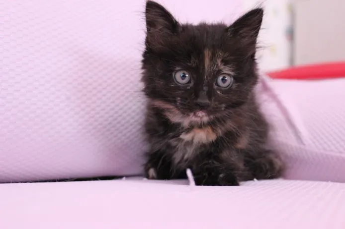 ID:1503-00120の子猫