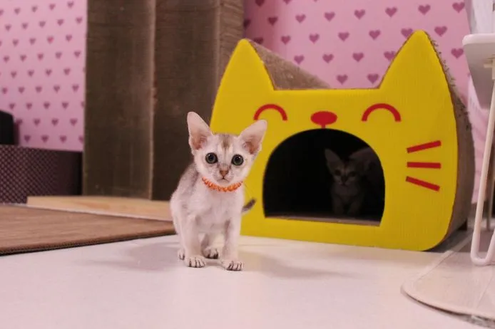 ID:1503-00415の子猫