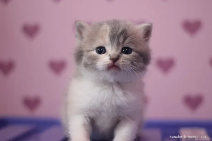 ID:1611-00476の子猫