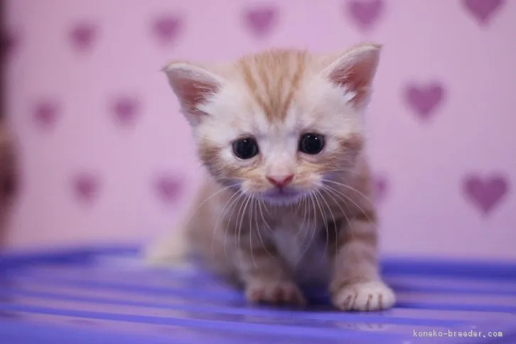 ID：1610-00828の子猫