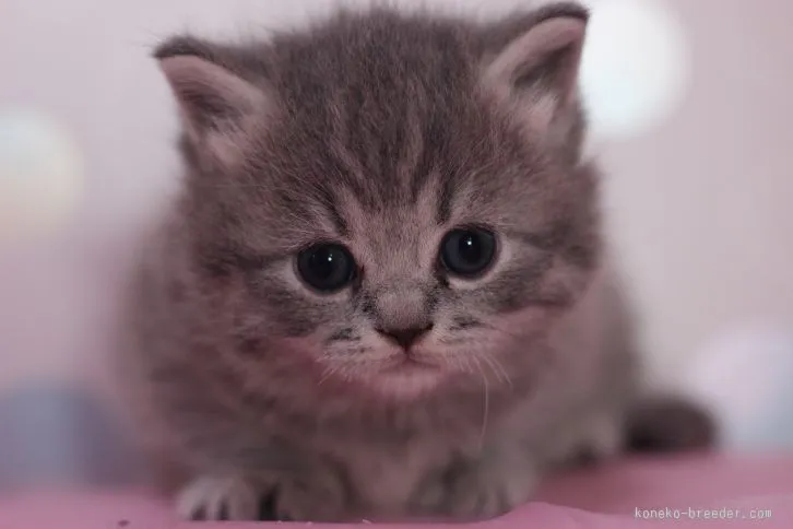 ID:1603-00272の子猫