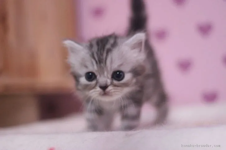 ID：1706-00678の子猫