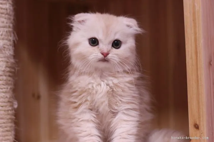ID：1607-00657の子猫