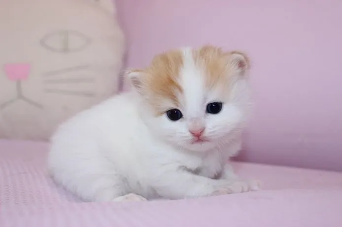 ID:1504-00413の子猫