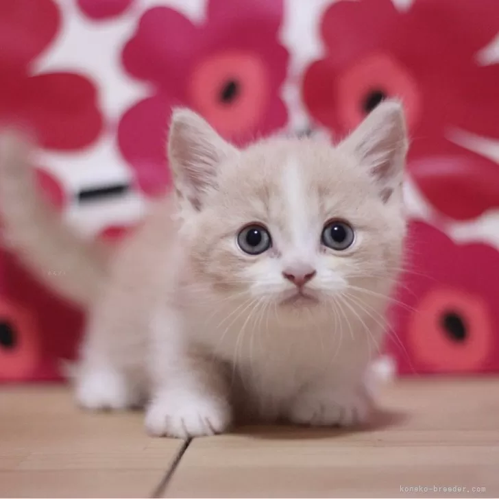 ID:2411-02831の子猫
