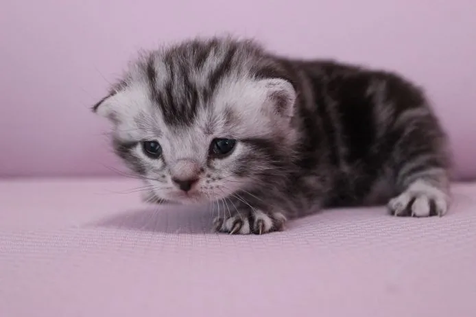 ID：1504-00138の子猫