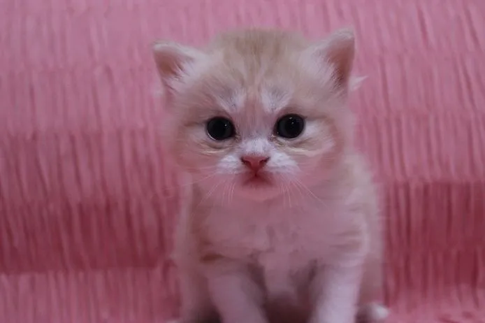 ID：1502-00111の子猫