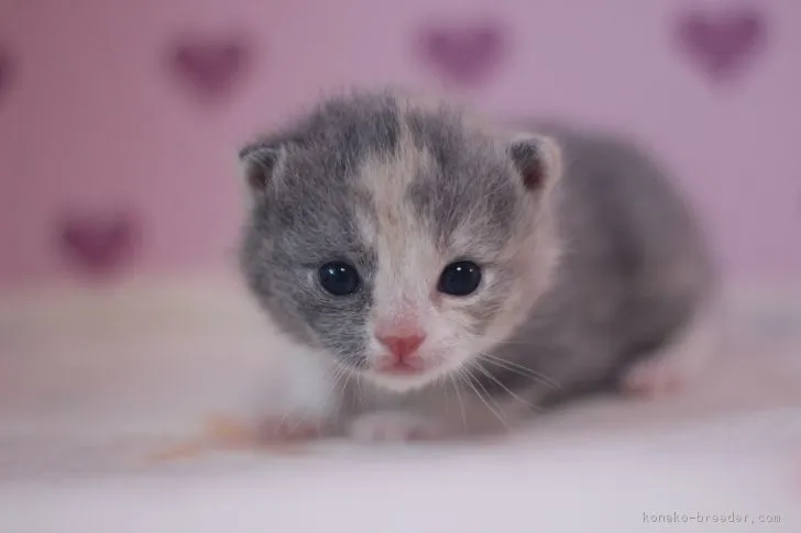 ID:1612-00579の子猫