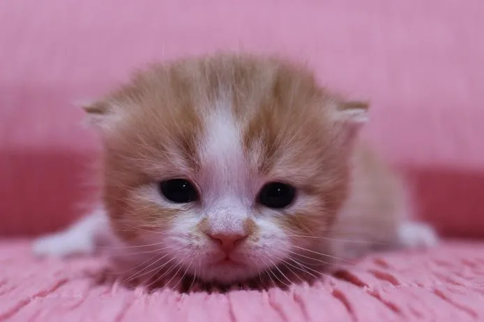 ID:1502-00011の子猫