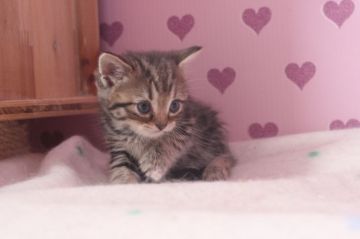 アメリカンショートヘア【東京都・男の子・2017年4月8日・ブラウンタビー】の写真「可愛い男の子です」