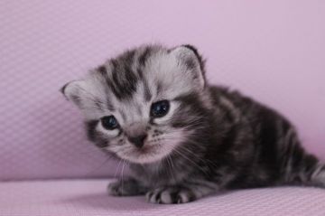 アメリカンショートヘア【東京都・男の子・2015年3月24日・シルバータビー（ショート）】の写真「大人しい男の子です。」
