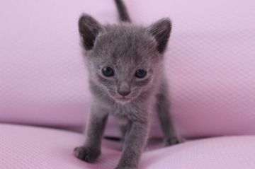 ロシアンブルー【東京都・男の子・2015年2月16日・ブルー（ショートヘアー）】の写真「元気な女の子です。」