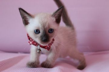 シャム(サイアミーズ)【東京都・男の子・2015年2月19日・シールポイント（ショートヘアー）】の写真「甘えん坊の男の子です。」