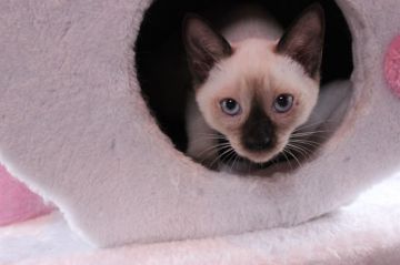 シャム(サイアミーズ)【東京都・女の子・2015年2月19日・シールポイント（ショートヘアー）】の写真「甘えん坊の女の子です。」