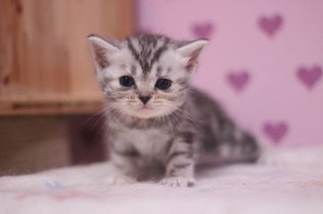 アメリカンショートヘア【東京都・女の子・2017年5月13日・シルバーパッチドタビー】の写真「元気のいい女の子です♥」