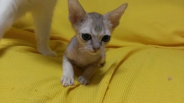 シンガプーラ【東京都・男の子・2014年8月17日・セピアアグーティ】の写真「元気のいい男の子です。」