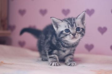 アメリカンショートヘア【東京都・女の子・2017年1月14日・シルバータビー（ショートヘアー）】の写真「大人しい女の子です」