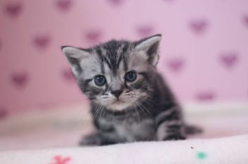 アメリカンショートヘア【東京都・男の子・2017年3月18日・シルバータビー】の写真「可愛い男の子です♥」