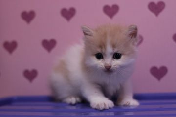マンチカン【東京都・女の子・2016年7月18日・クリームタビー&ホワイト（ロングヘアー）】の写真「足長の人懐っこい性格の女の子です。」