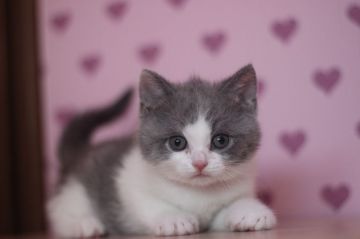 スコティッシュフォールド(立ち耳)【東京都・男の子・2017年12月4日・ブルー&ホワイト（ショートヘアー）】の写真「立ち耳の甘えん坊な男の子です♥」