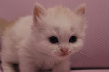 マンチカン【東京都・男の子・2015年1月20日・クリーム&ホワイト（ロングヘアー）】の写真「大人しい足長の男の子です。」
