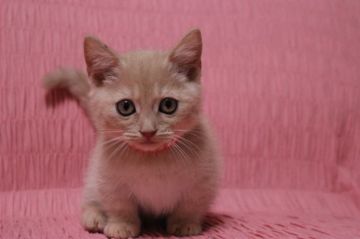 マンチカン【東京都・男の子・2014年10月26日・クリームタビー】の写真「短足の男の子です。」