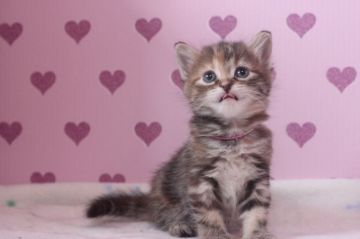 アメリカンショートヘア【東京都・女の子・2017年4月8日・ブラウンパッチドタビー(赤首輪】の写真「可愛い女の子です♥」