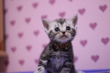 アメリカンショートヘア【東京都・女の子・2016年9月26日・シルバータビー】の写真「元気な女の子です」
