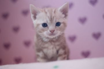 アメリカンショートヘア【東京都・男の子・2017年1月14日・カメオタビー（ショートヘアー）】の写真「大人しい男の子です」