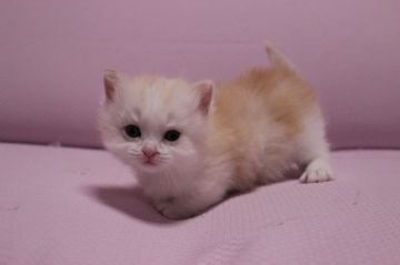 マンチカン【東京都・男の子・2015年2月28日・クリーム&ホワイト】の写真「短足の男の子です。」