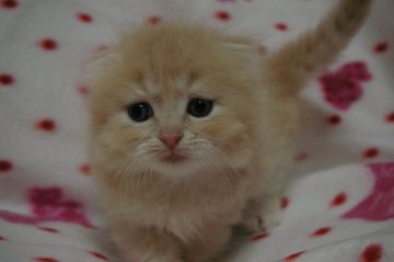 マンチカン【東京都・男の子・2014年10月19日・クリームタビー（ロングヘアー）】の写真「短足の男の子です。元気に成長中です。」