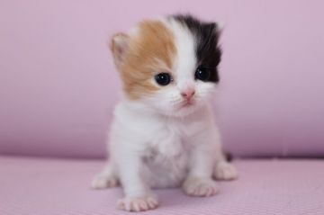 スコティッシュフォールド【東京都・女の子・2015年4月9日・キャリコ】の写真「元気な女の子です。」