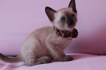 シャム(サイアミーズ)【東京都・女の子・2015年2月19日・シールポイント（ショートヘアー）】の写真「元気のいい女の子です。」