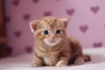 アメリカンショートヘア【東京都・男の子・2017年3月6日・レッドタビー】の写真「可愛い男の子です♥」