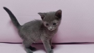 ロシアンブルー【東京都・女の子・2015年2月16日・ブルー（ショートヘアー）】の写真「元気のいい女の子です。」