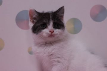 ブリティッシュショートヘア【東京都・男の子・2016年3月4日・チョコレート&ホワイト】の写真「珍しいカラーの男の子です。」