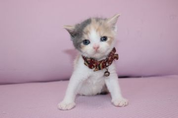 ブリティッシュショートヘア【東京都・女の子・2015年3月26日・ダイリュート（ショート）】の写真「元気な女の子です。」