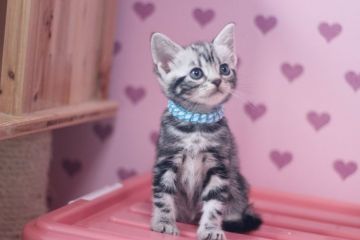 アメリカンショートヘア【東京都・女の子・2016年9月7日・シルバータビー】の写真「大人しい女の子です」