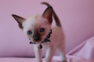 シャム(サイアミーズ)【東京都・女の子・2015年2月19日・シールポイント（ショートヘアー）】の写真「元気のいい男の子です。」